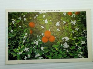 Vintage Postcard 1920's Blossoms and Oranges FL Florida Flower