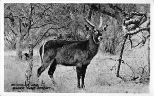 BR102621 real photo waterbuck ram wankie game reserve animal animaux Zimbabwe