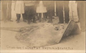 Nature Fishing Stingray Catch Daytona Beach FL c1910 Real Photo Postcard