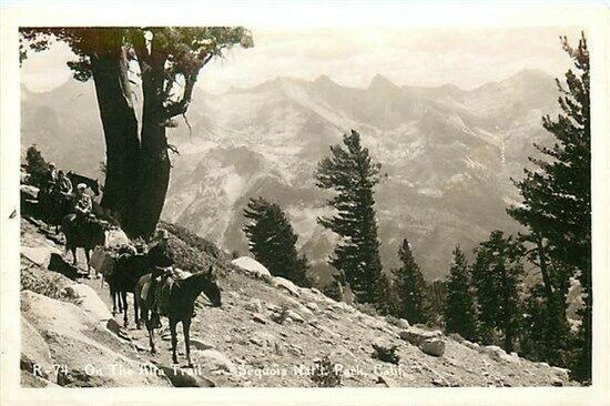 CA, Sequoia National Park, California, Alta Trail, Horse Ride, No. R-74, RPPC