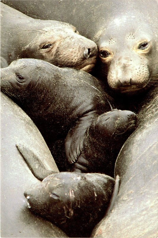 photograph, Frans Lanting, Elephant Seals, Californ Postcard