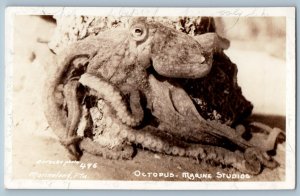Marineland Florida FL Postcard RPPC Photo Octopus Marine Studio c1940's Vintage