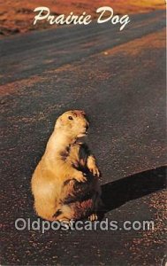 Prairie Dog Wyoming, USA