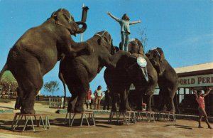 Postcard Performing Elephants Ringling Circus