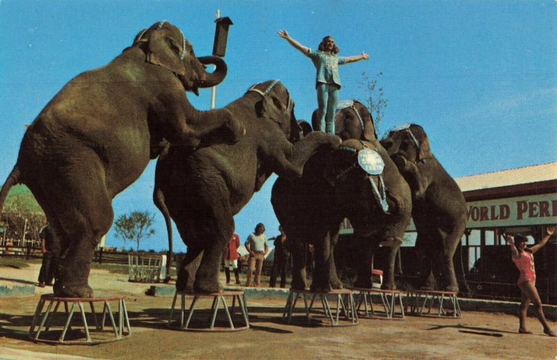 Postcard Performing Elephants Ringling Circus