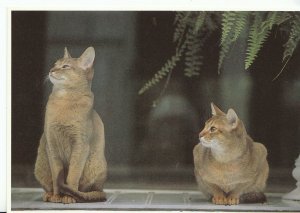 Animals Postcard - Cats - Two Cats In The Window - Sitting Down    AB1816