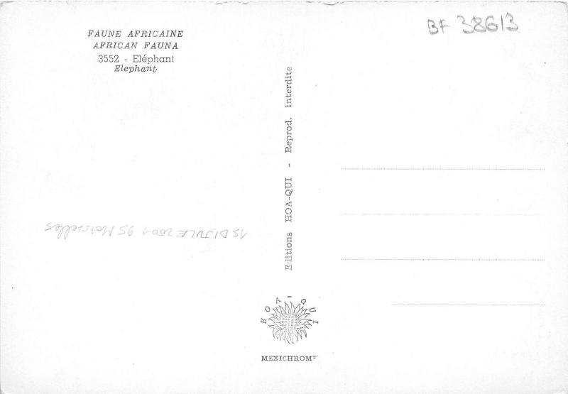 BF38613 african fauna elephant elepahnt  animal animaux