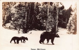 SENEY MICHIGAN~MOTHER BEAR & CUBS~1920-30s REAL PHOTO POSTCARD