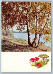 1971 MUSHROOMS of the Russian Forest Landscape Tree Lot 16 Postcards in Folder