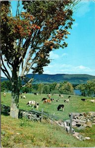 Grazing Cattle Cows Farm Country Mountain Postcard VTG UNP Koppel Vintage Unused 