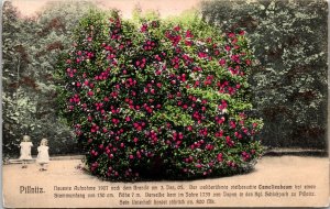 Camellia Tree Pillnitz Germany Postcard 1907 after Fire Jan 3 1905