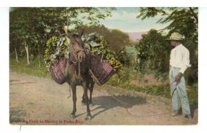 Puerto Rico - Carrying Fruit to Market ca 1909