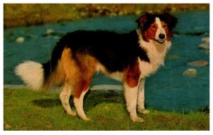 Dog , Tricolour Welsh Collie