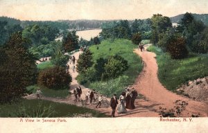 Vintage Postcard A View In Seneca Park Hiking Trails Paths Rochester New York NY