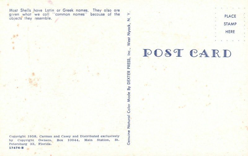 Vintage Postcard Sea Shells Names Angel Wing Cat's Paw Worm Peanut Shell