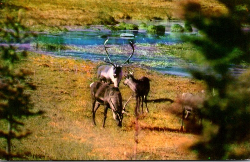 Alaska Caribou During Fall Migration