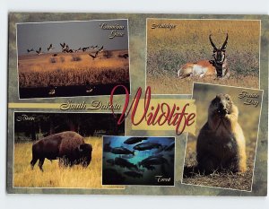 Postcard South Dakota Wildlife, South Dakota