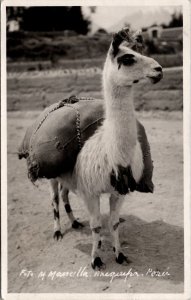 Ariquipa Peru Llama RPPC by M Mancilla c1940s Real Photo Postcard J21