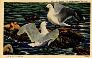UT - Sea Gulls, The Sacred Birds