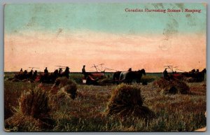 Postcard Canada c1907 Canadian Harvesting Scenes Reaping Wheat Horse Drawn