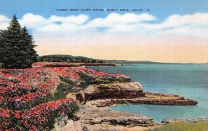 West Cliff Drive SANTA CRUZ California Flowers c1940s Linen Vintage Postcard