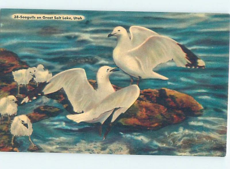 Unused Linen SEAGULL BIRDS ON GREAT SALT LAKE Salt Lake City Utah UT F3615