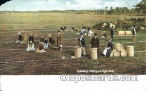 Picking Cranberries Farming, Farm, Farmer  Unused paper chip left top corner