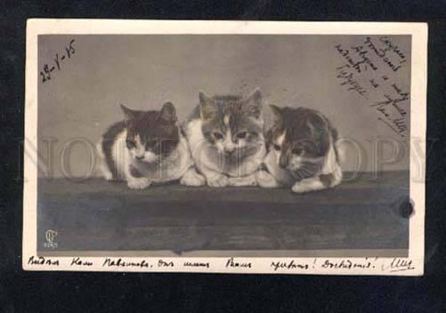 014638 Dreaming KITTENS Vintage PHOTO tinted PC