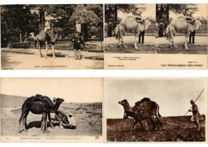 CHAMEAU, CAMELUS, CAMELS ANIMAUX ANIMALS 151 CPA