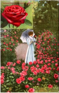 Postcard advert IL Rockford - Growing Buckbee's American Beauty Roses