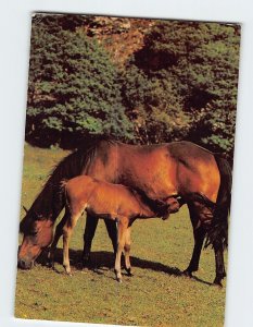 Postcard Cleveland Mare with Foal