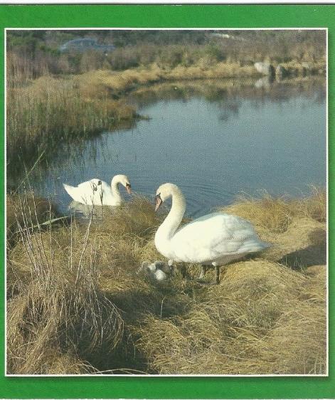 Wild Swans in Southern New England 1980-1990's Bernard Ludwig Gordon Postcard