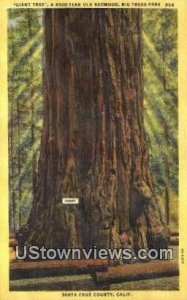 Giant Tree - Santa Cruz County, CA