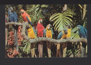 Florida Cypress Gardens the colorful Macaws Exotic Bird Revue Winter ~ Chrome