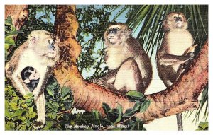 The Monkey Jungle