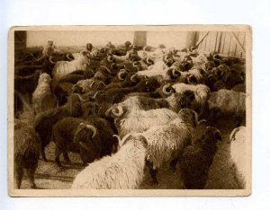 285065 USSR Uzbekistan Bukhara caracul station sheeps Vintage