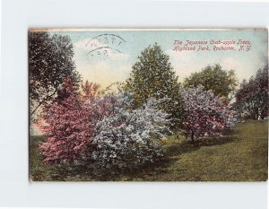 Postcard The Japanese Crab apple Trees Highland Park Rochester New York USA