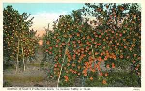 Vintage Postcard 1939 Example Orange Production Lower Rio Grande Valley Texas TX