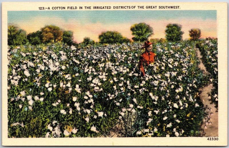 A Cotton Field In The Irrigated The Straits Of The Great Southwest Postcard