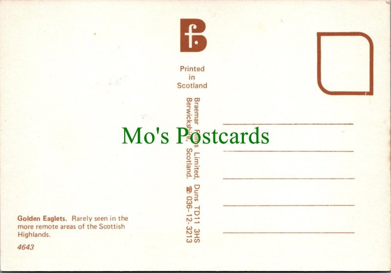 Animals Postcard - Birds - Golden Eaglets, Scottish Highlands SW12272