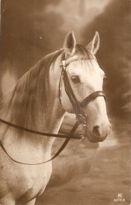 Beautiful horse Old vintage French postcard