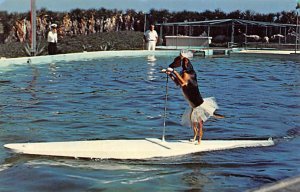 Trained Dog Rides Surfboard Pulled by Porpoise Marine Studios - St Augustine,...