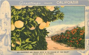 Postcard California Citrus Farm Agriculture 1940s Gardner Thompson 23-1254