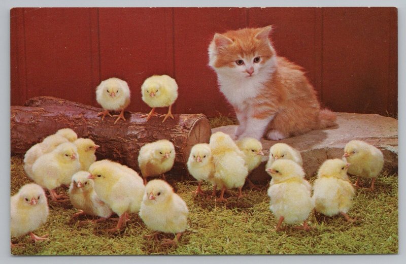 Cats~Tabby Kitten With Chicks What Goes On Here~Vintage Postcard