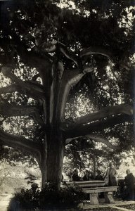 croatia, HVAR, Dalmatia, Huge Tree (1920s) RPPC Postcard