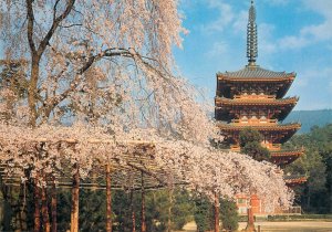 Japan Kyoto Daigo temple in cherry