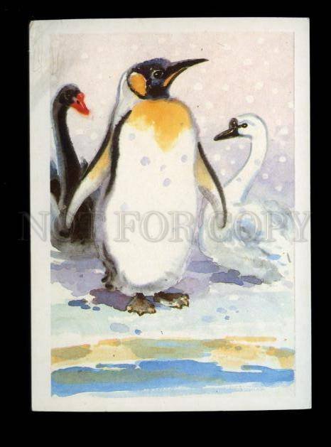 136018 Penguin & Swans ZOO Old Russian Colorful PC