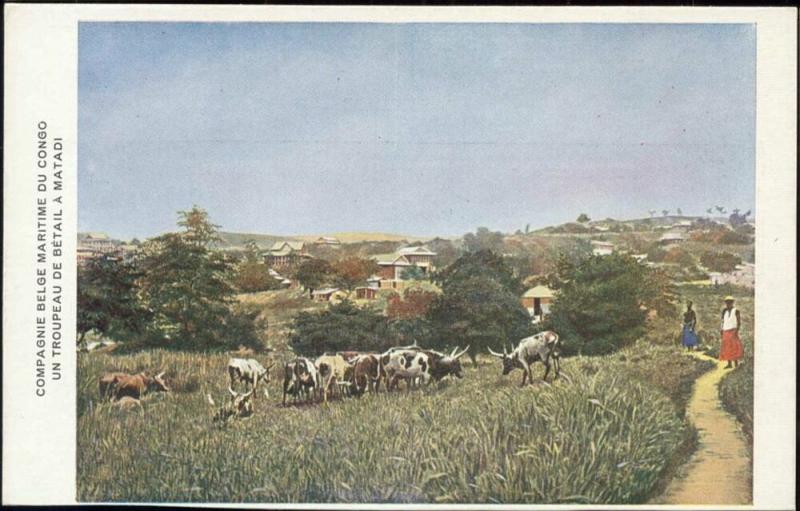 congo, MATADI, Cattle Cows (1920s) Co. Belg. Maritime