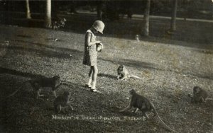 PC CPA SINGAPORE, MONKEYS OF BOTANICAL GARDEN, REAL PHOTO Postcard (b19694)