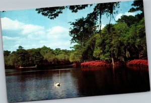 Postcard scenic Southern Beauty Spot - Swan on lake